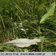 Cirsium helenioides (ostrożeń dwubarwny)