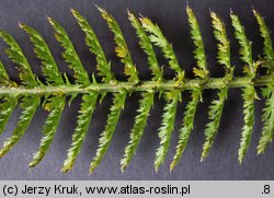 Achillea sudetica (krwawnik sudecki)