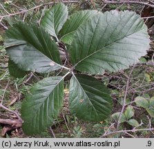 Sorbus aria (jarząb mączny)