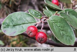 Cotoneaster tomentosus (irga kutnerowata)