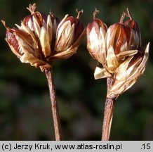 Juncus triglumis (sit trójłuskowy)