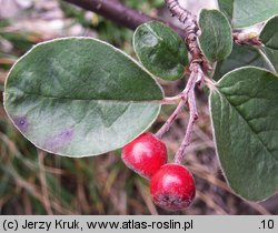 Cotoneaster tomentosus (irga kutnerowata)