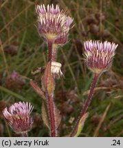 Erigeron alpinus ssp. intermedius (przymiotno alpejskie pośrednie)