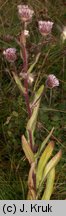 Erigeron alpinus ssp. intermedius (przymiotno alpejskie pośrednie)