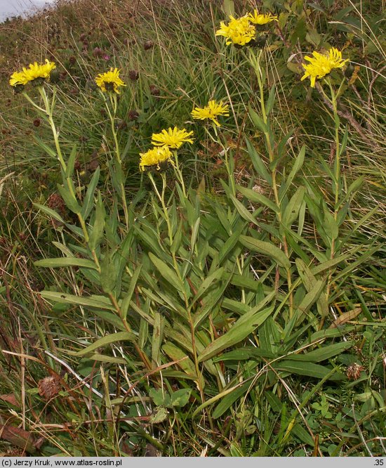 Hieracium umbellatum (jastrzębiec baldaszkowaty)