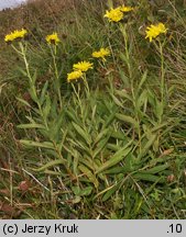 Hieracium umbellatum (jastrzębiec baldaszkowaty)