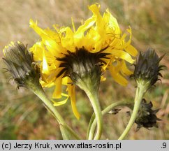 Hieracium umbellatum (jastrzębiec baldaszkowaty)