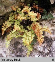 Woodsia alpina (rozrzutka alpejska)