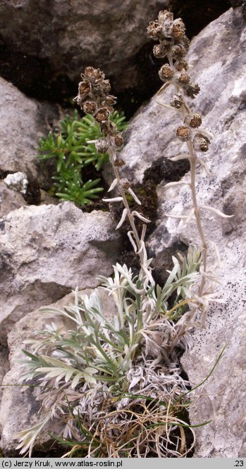 Artemisia eriantha (bylica skalna)