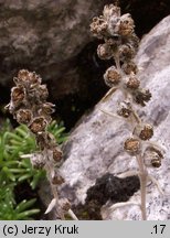 Artemisia eriantha (bylica skalna)