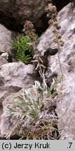 Artemisia eriantha (bylica skalna)