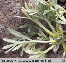 Artemisia eriantha (bylica skalna)