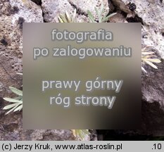 Artemisia eriantha (bylica skalna)