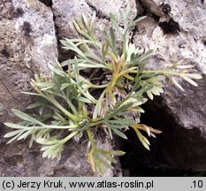 Artemisia eriantha (bylica skalna)