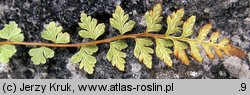 Woodsia alpina (rozrzutka alpejska)