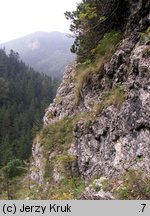 Woodsia alpina (rozrzutka alpejska)