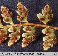 Woodsia alpina (rozrzutka alpejska)