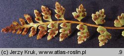 Woodsia alpina (rozrzutka alpejska)