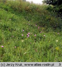 Serratula lycopifolia (sierpik różnolistny)