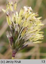 Sesleria caerulea (sesleria błotna)