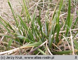 Sesleria caerulea (sesleria błotna)