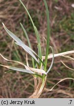 Sesleria caerulea (sesleria błotna)