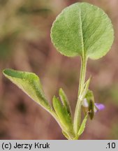 Viola rupestris (fiołek skalny)