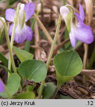 Viola rupestris (fiołek skalny)