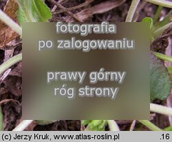 Viola rupestris (fioÅ‚ek skalny)