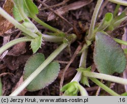 Viola rupestris (fiołek skalny)