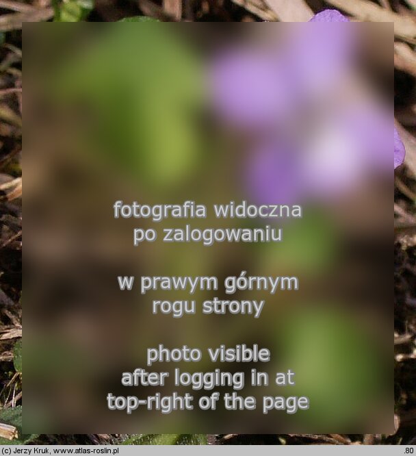 Viola rupestris (fioÅ‚ek skalny)
