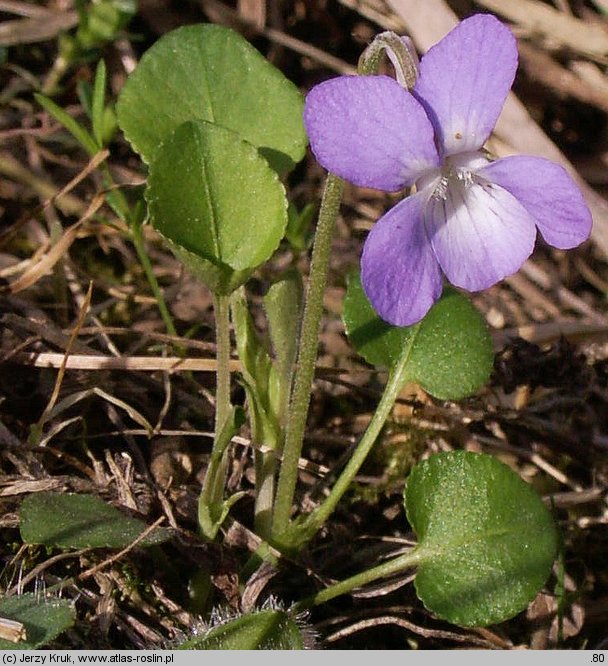 Viola rupestris (fiołek skalny)