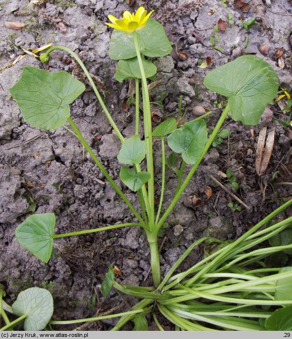 Ficaria nudicaulis (ziarnopłon kusy)