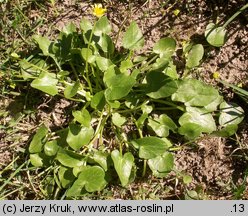 Ficaria nudicaulis (ziarnopłon kusy)