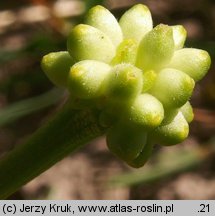 Ficaria nudicaulis (ziarnopłon kusy)