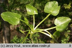 Ficaria nudicaulis (ziarnopłon kusy)