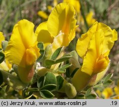 Chamaecytisus ratisbonensis (szczodrzeniec rozesłany)