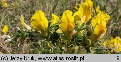 Chamaecytisus ratisbonensis (szczodrzeniec rozesłany)