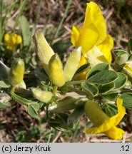 Chamaecytisus ratisbonensis (szczodrzeniec rozesłany)