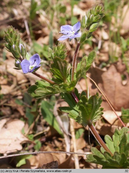 Veronica vindobonensis (przetacznik pannoński)