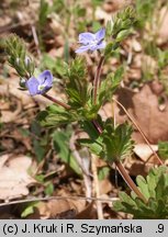 Veronica vindobonensis (przetacznik pannoński)