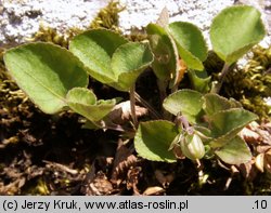 Viola rupestris (fiołek skalny)