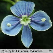 Veronica vindobonensis (przetacznik pannoński)