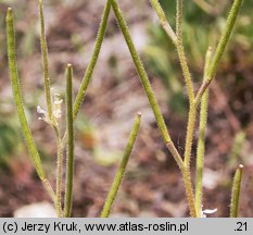 Arabis recta (gęsiówka uszkowata)