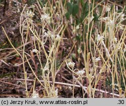 Arabis recta (gęsiówka uszkowata)