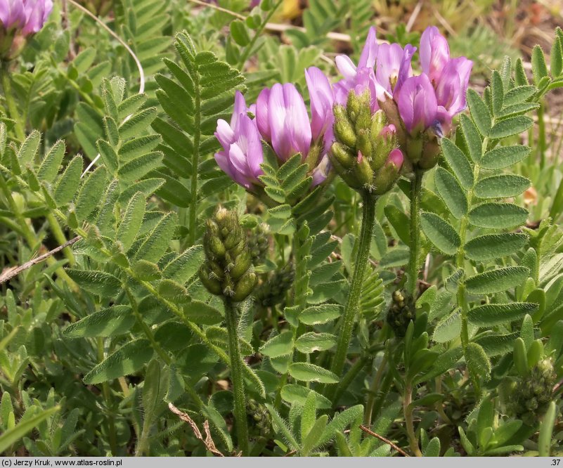 Astragalus danicus (traganek duński)