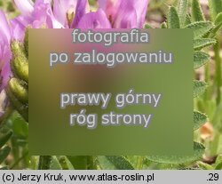 Astragalus danicus (traganek duński)