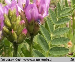 Astragalus danicus (traganek duński)