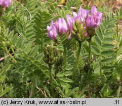 Astragalus danicus (traganek duński)