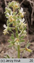 Reseda phyteuma (rezeda mała)